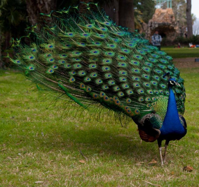 Pavo real